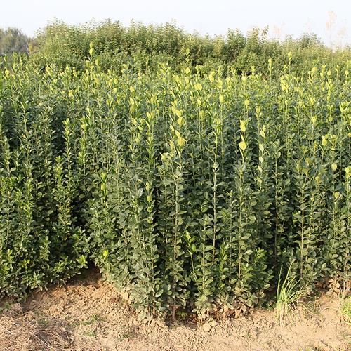 北海道黄杨基地批发 庭院绿篱北海道黄杨 市政园林工程绿化植物