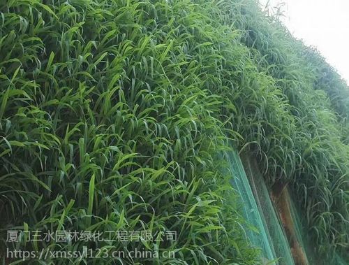 【德阳矿山复绿草籽选择方法】批发