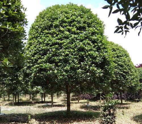 地笼子丛生桂花种植基地相关